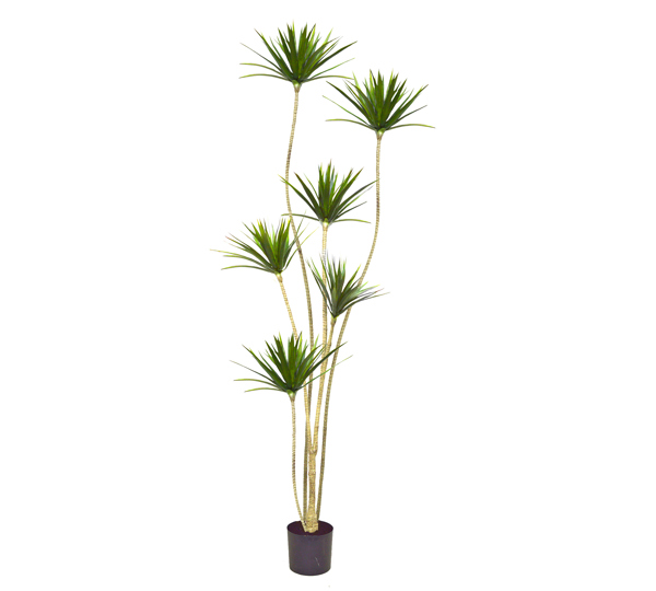 Dracaena Marginata Tree- 2m with 6 heads